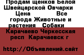 Продам щенков Белой Швейцарской Овчарки  › Цена ­ 20 000 - Все города Животные и растения » Собаки   . Карачаево-Черкесская респ.,Карачаевск г.